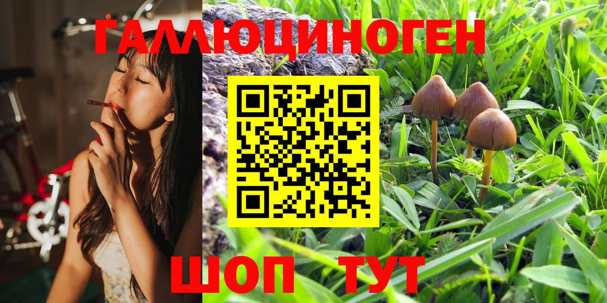 Псилоцибиновые грибы Psilocybe Михайловск